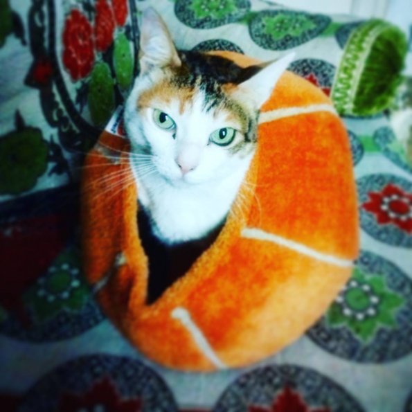 Kittycat in tulip